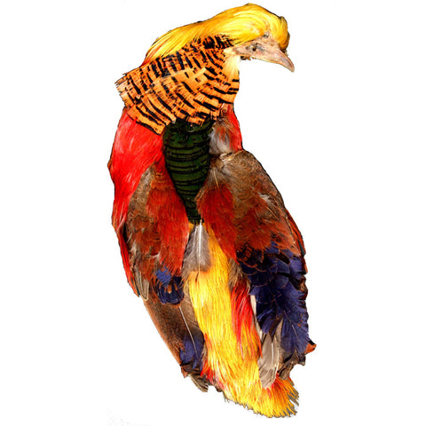 Golden Pheasant Head and Body