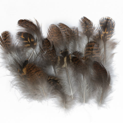 Grouse Body plumage