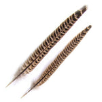 Hen Pheasant Tail Feathers