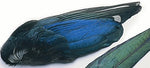 Magpie Whole Wings